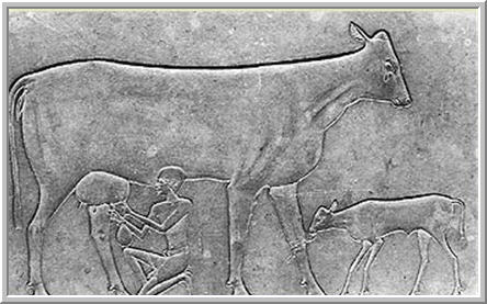 Dairy products in ancient Egypt