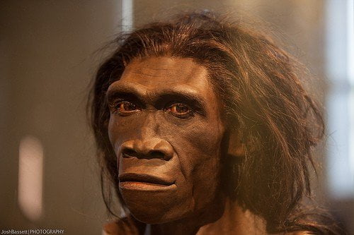 Homo erectus