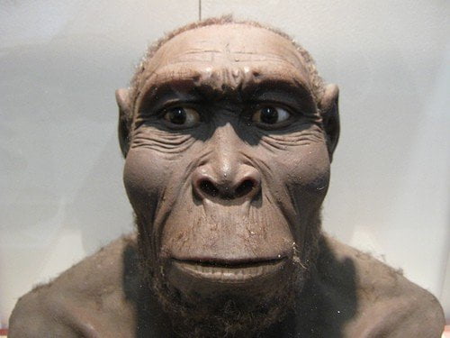 Homo rudolfensis