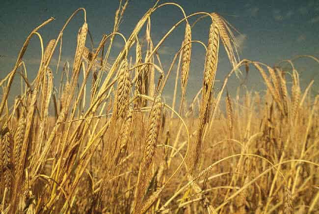 Barley in ancient Rome