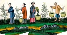 Tea cultivation in ancient China