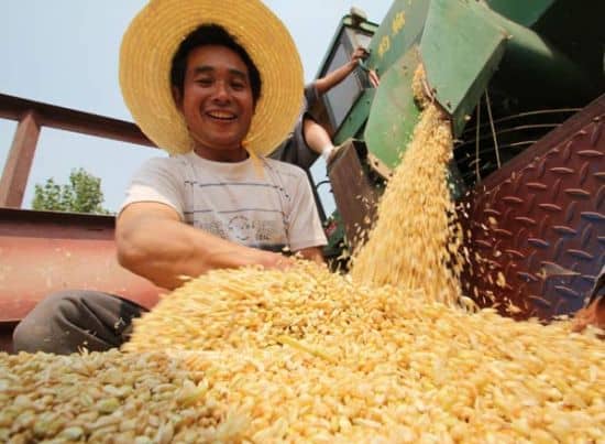 Wheat farmer in China