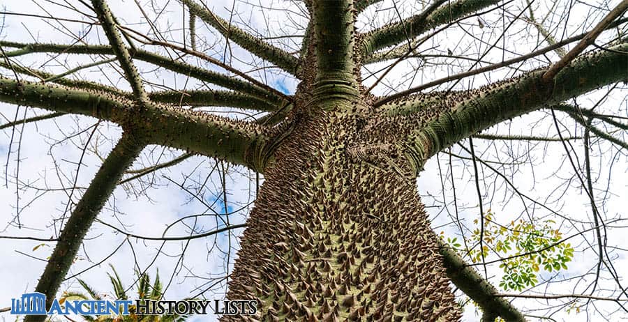 Maya Ceiba tree